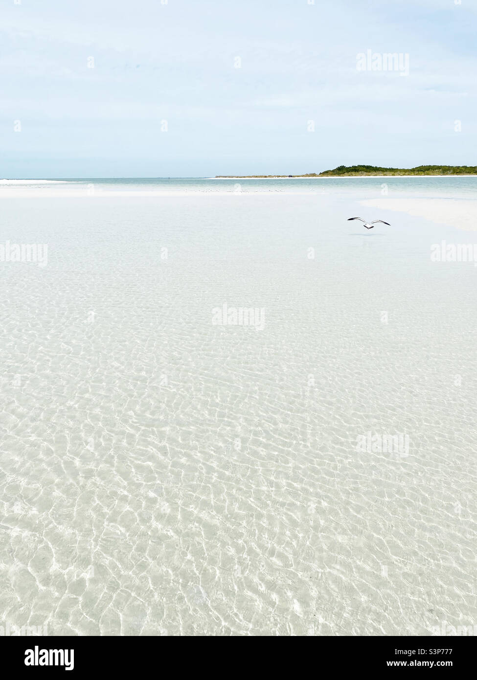Der Vogel Royal Tern fliegt über das seichte Wasser am Strand - Smartphone-aufgenommenes Stockfoto