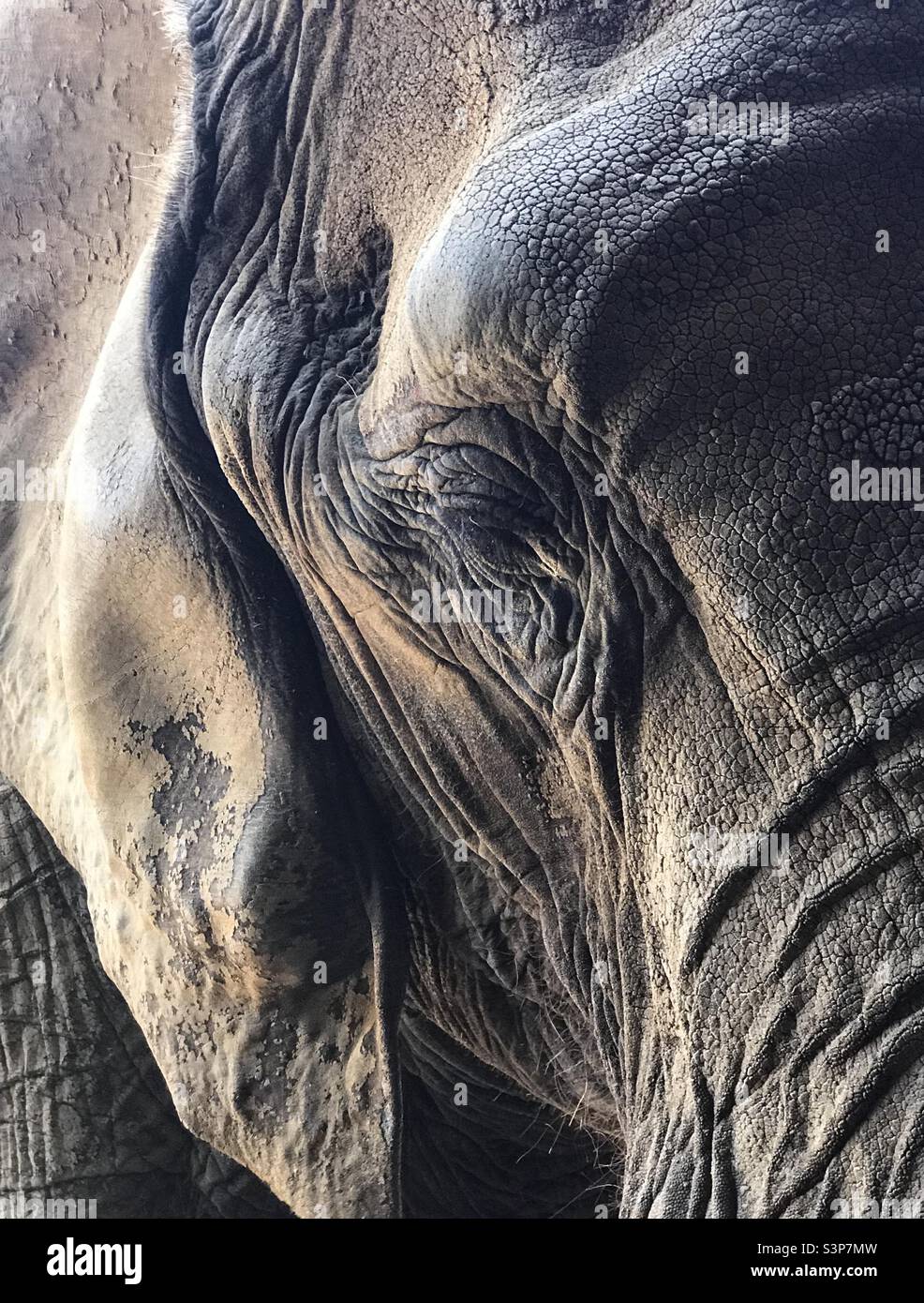 Elephant Begegnung Stockfoto