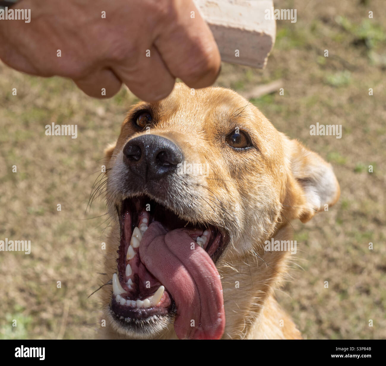 Kopfaufnahme eines Labradors, die Zunge hängt heraus, während er sich auf die Freude in der Hand seines Besitzers freut - Smartphone-aufgenommenes Stockfoto