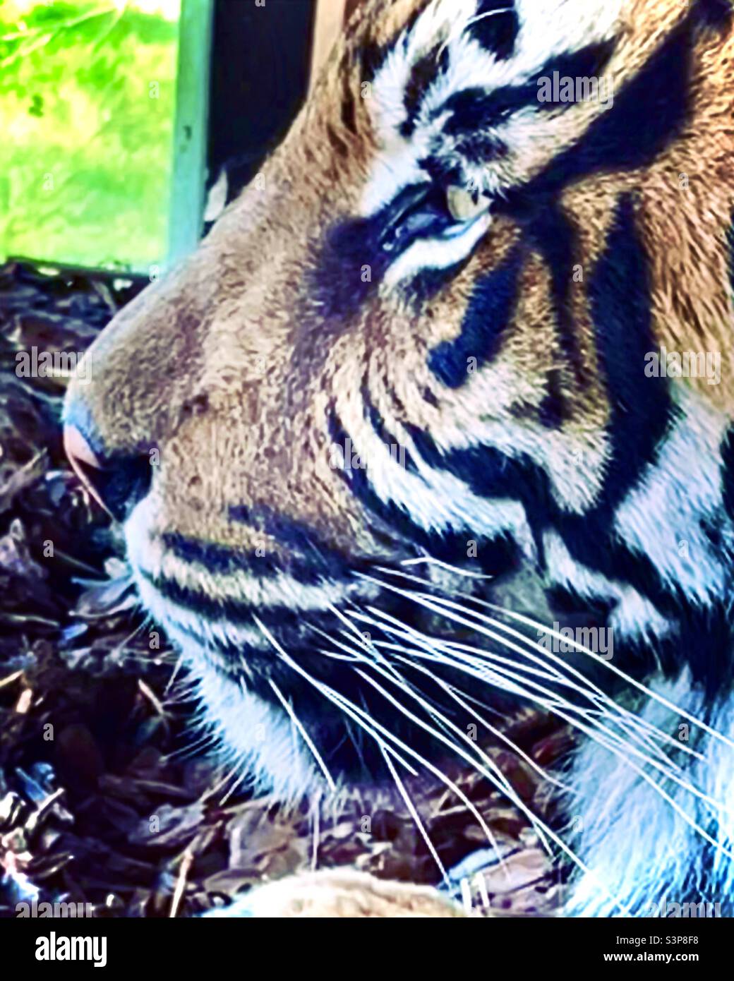 Gesicht eines Tigers im Londoner Zoo Stockfoto