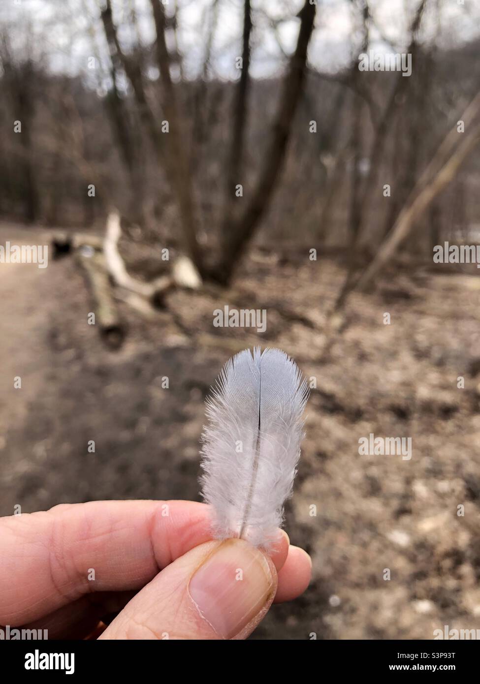 Eine kleine Feder, die im Wald gefunden wurde. Stockfoto
