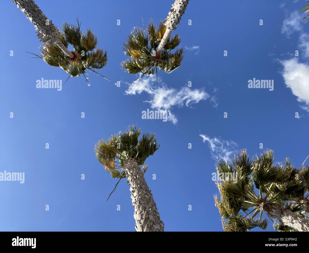 Blick nach oben zwischen Palmen Stockfoto