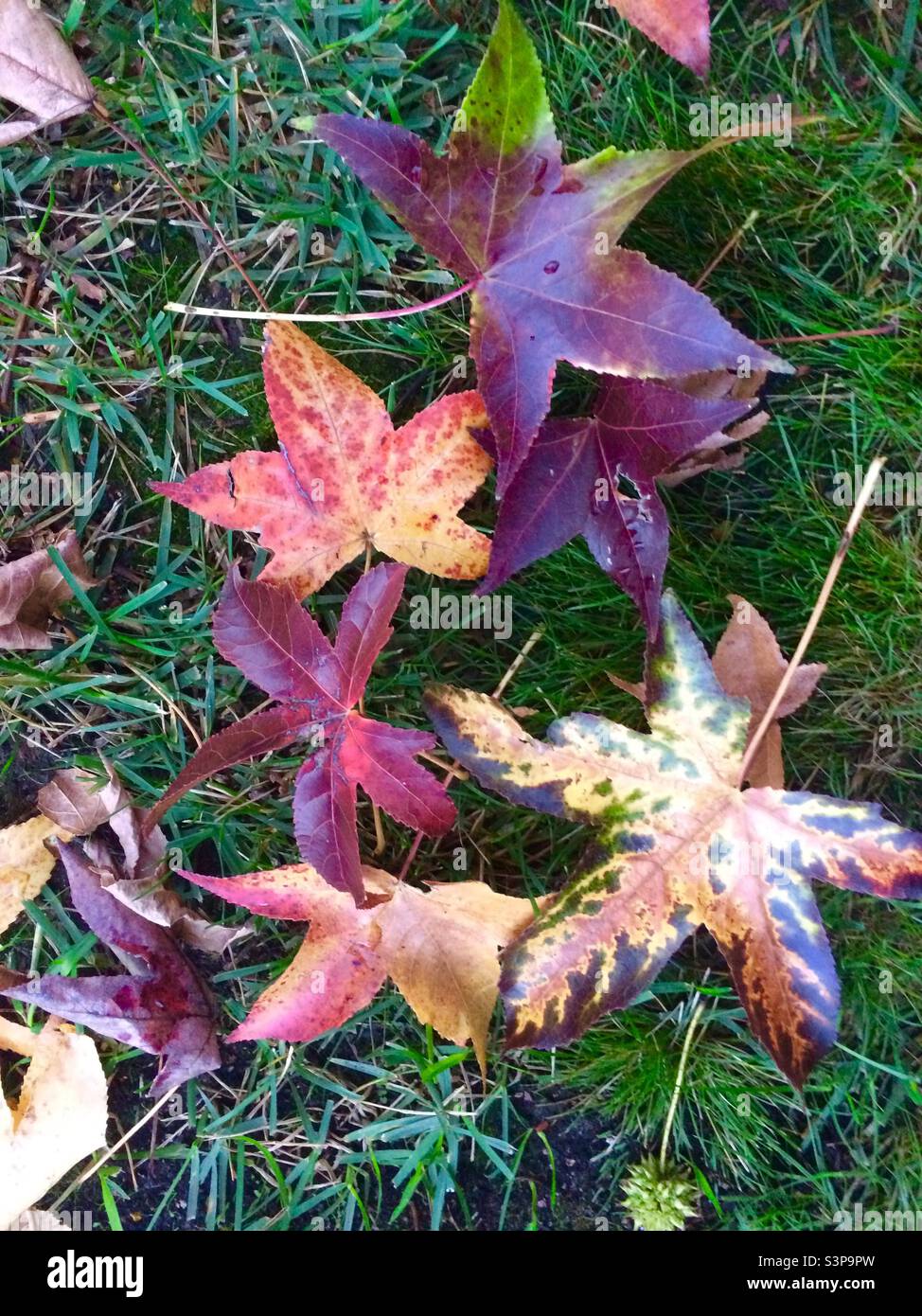 Der Herbst hinterlässt weit nördlich von Kalifornien Redding Stockfoto