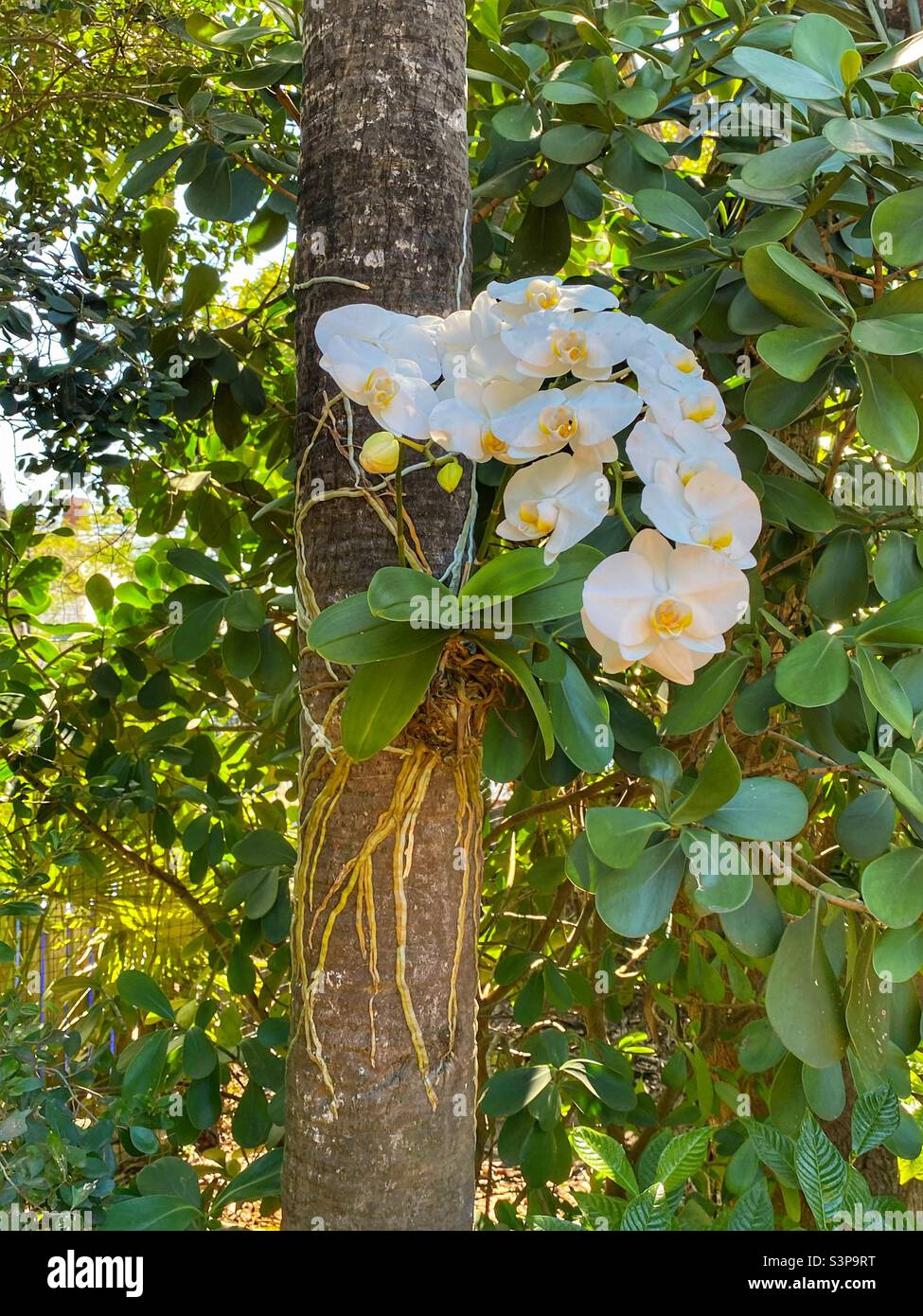 Orchidee im Garten von Hemingway in Key West Stockfoto