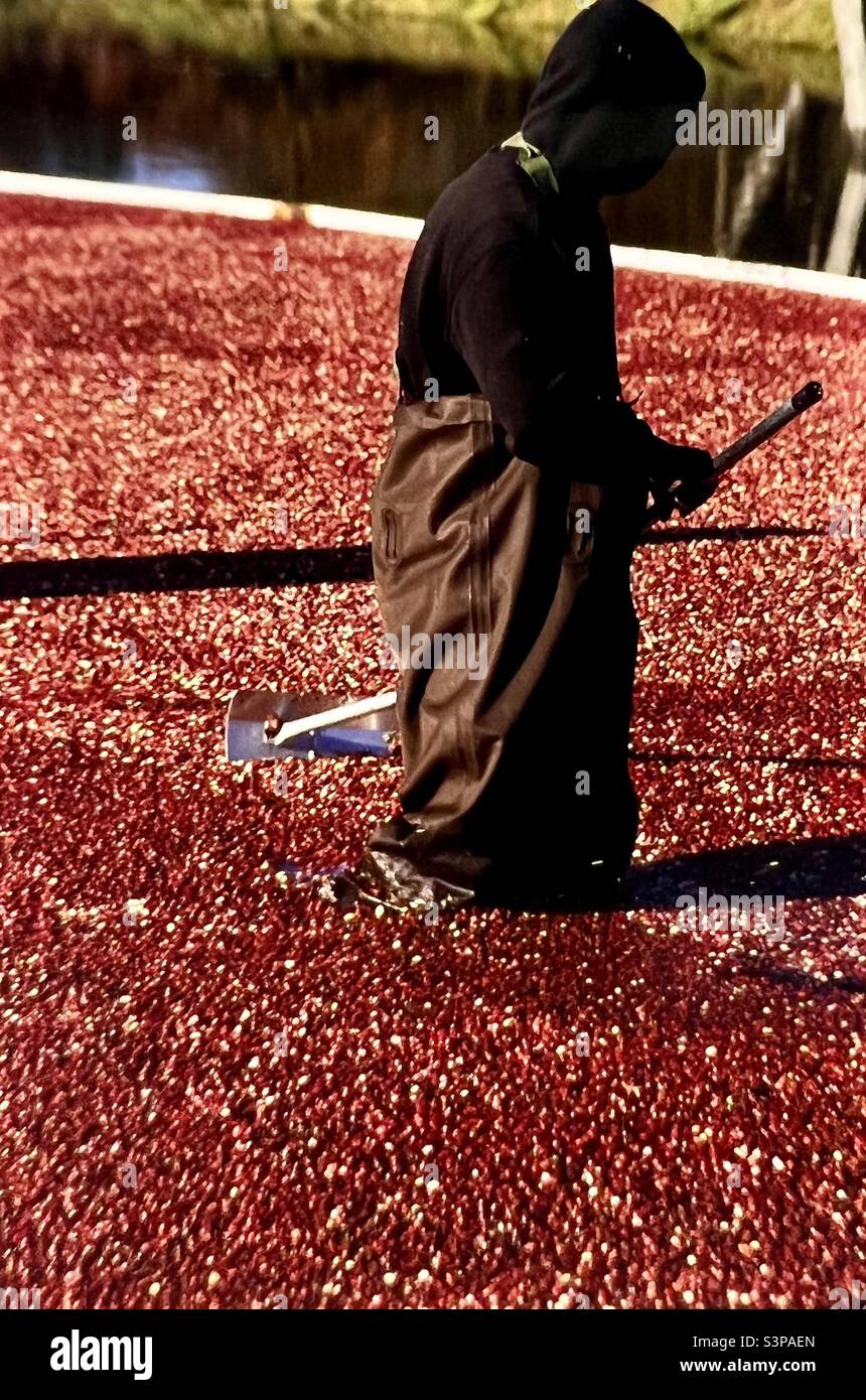 Arbeiter in Cranberry Moor Ernte Cranberries Massachusetts Stockfoto
