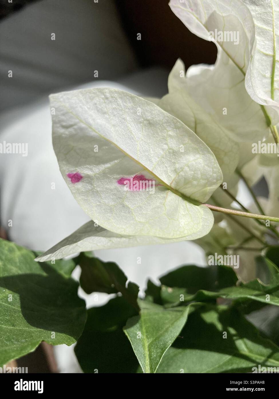 Fehlerhaft oder schön? Die papierartige Blume mit einem Fuchsienfleck der Bougainvillea-Pflanze, die im Frühlingssonne blüht. - Smartphone-aufgenommenes Stockfoto