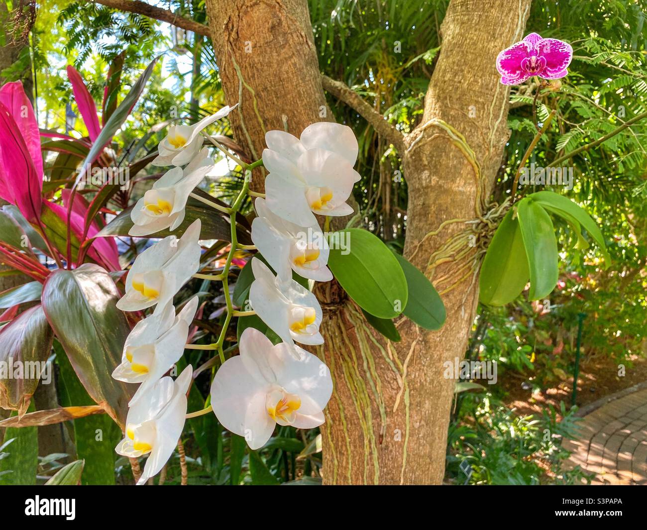 Orchideen aus Hemingway‘Haus in Key West - Smartphone-aufgenommenes Stockfoto