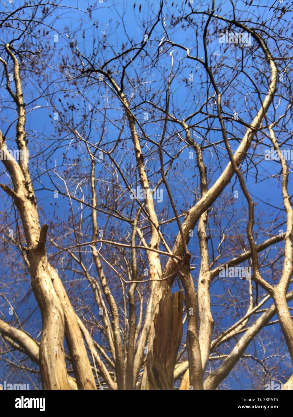 Zweige reichen bis zum blauen Himmel. Stockfoto