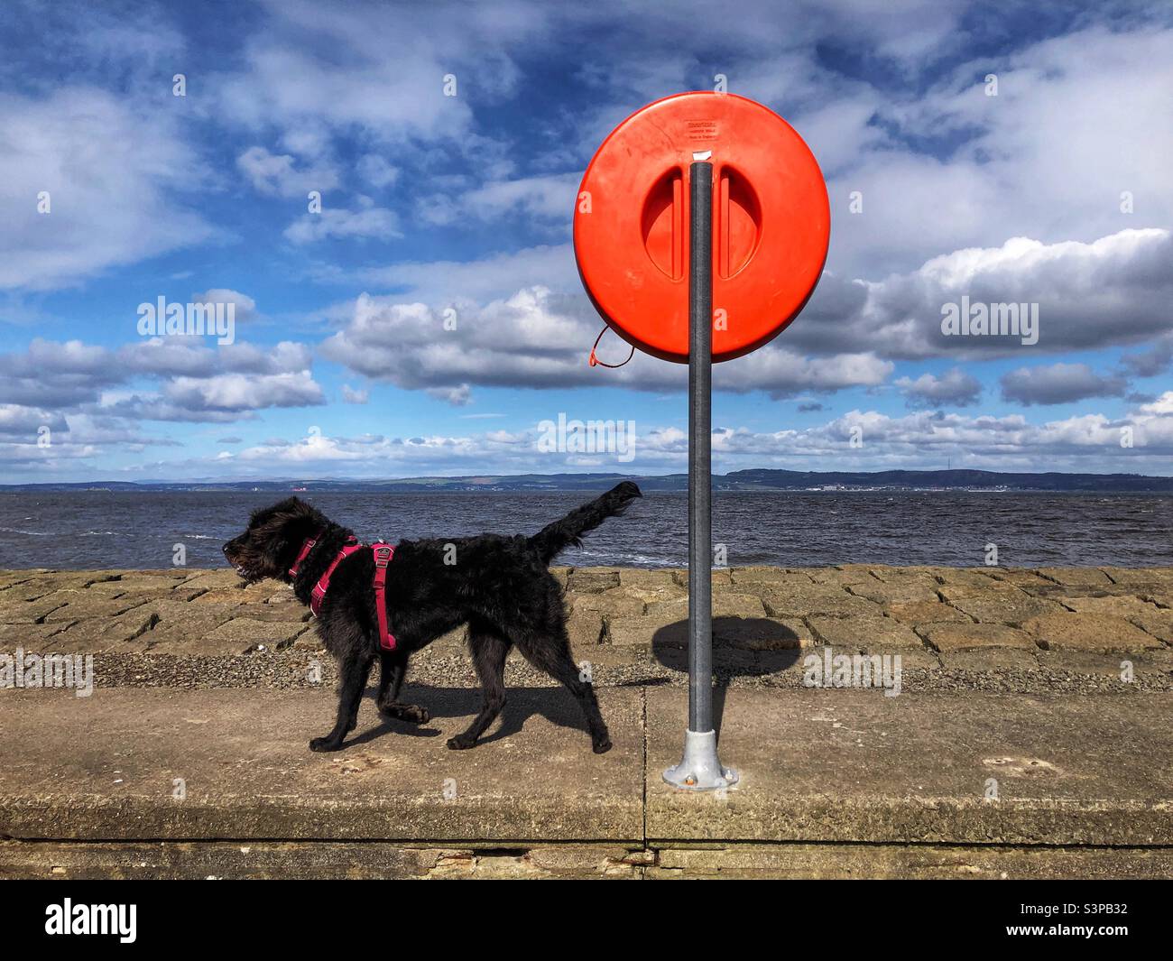 Black Dog läuft an einem Sicherheitsgurt an der Küste entlang - Smartphone-aufgenommenes Stockfoto
