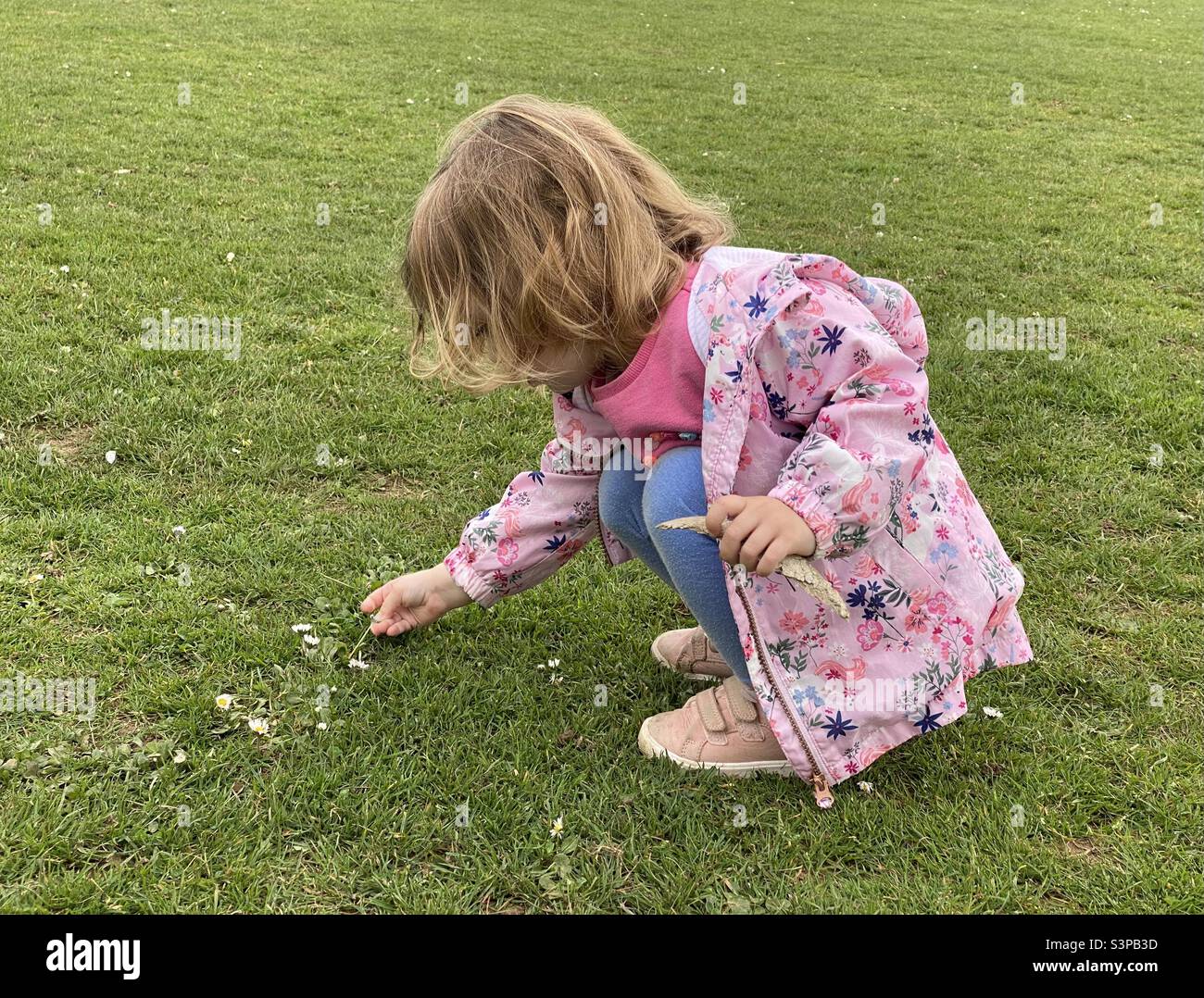 Kleines Kind pflücken Gänseblümchen Blumen Stockfoto