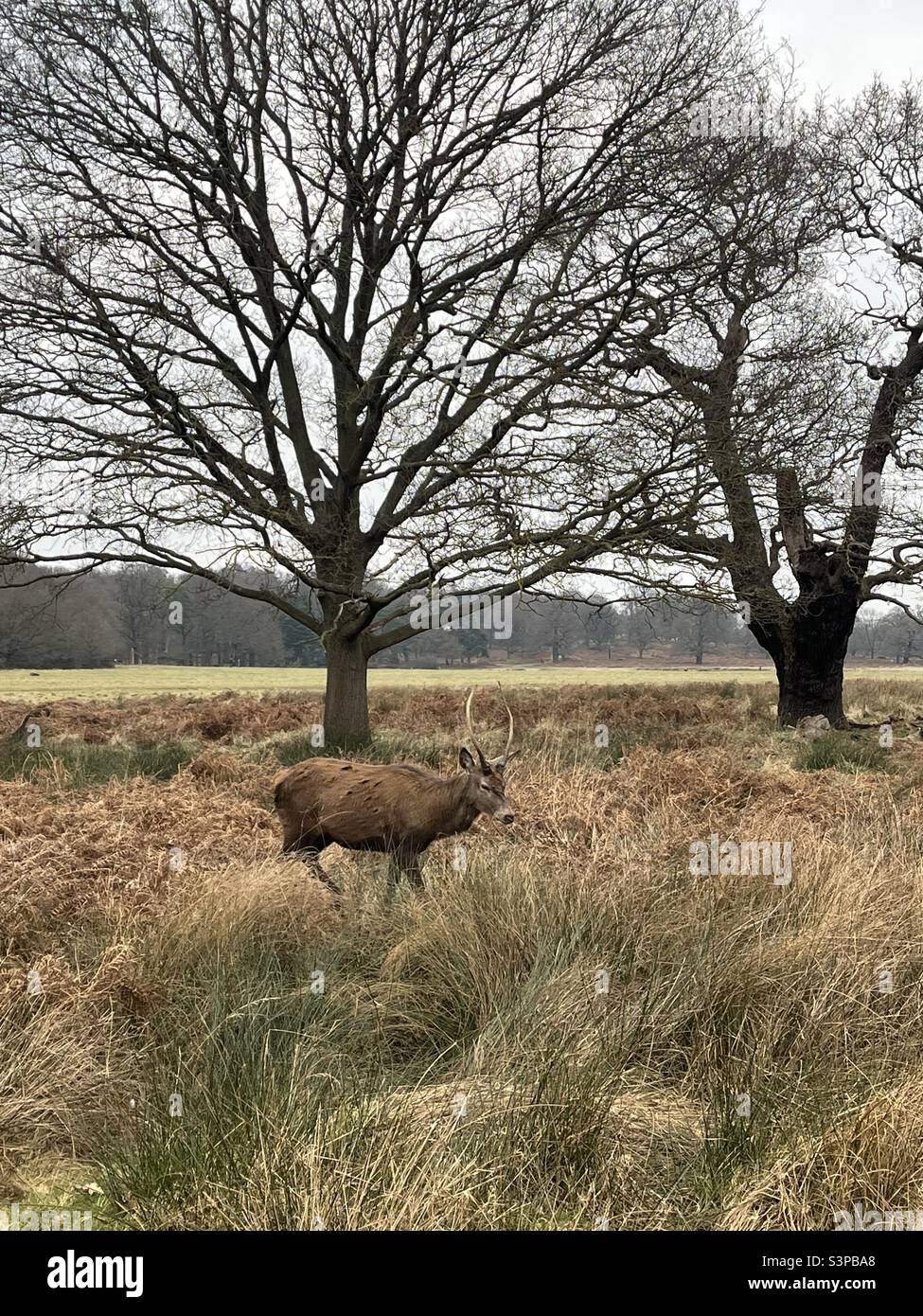 Junggesellenabschied im Richmond Park London Stockfoto