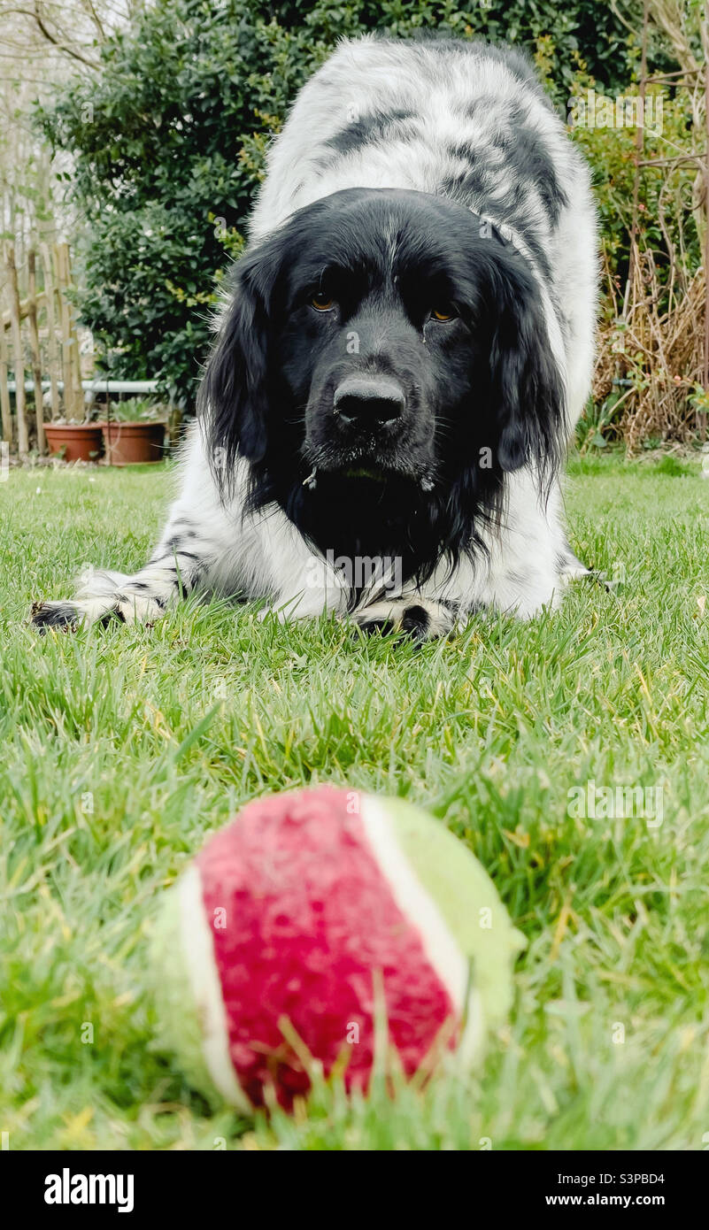 Hund will spielen fetch Stockfoto