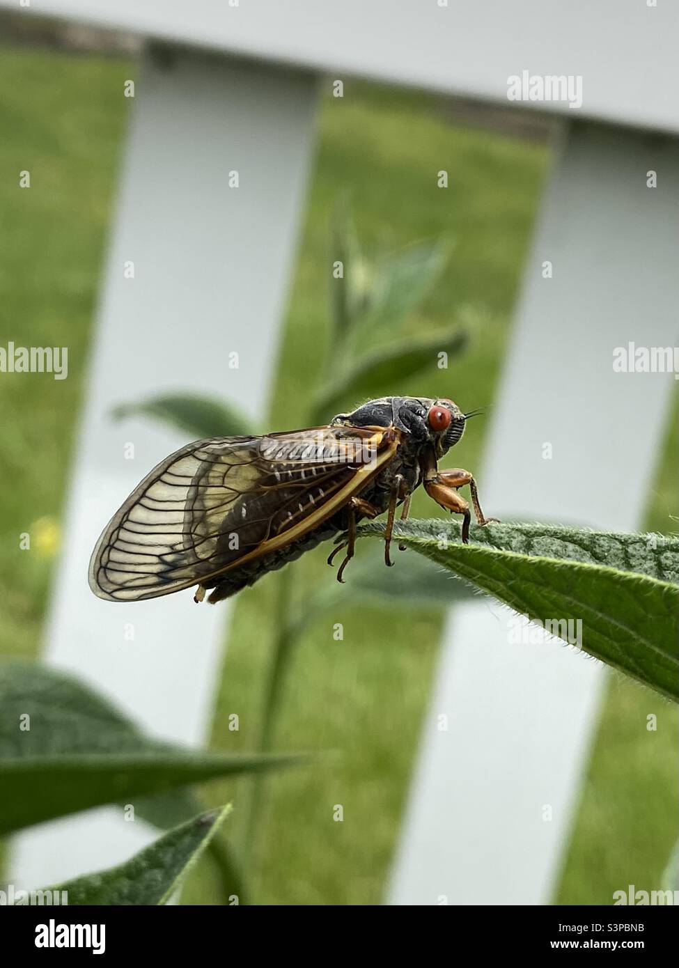Eine Zikade, die auf dem Rand eines Blattes mit einem weißen Zaun im Hintergrund ruht. - Smartphone-aufgenommenes Stockfoto