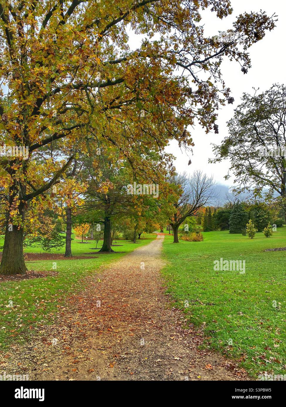 Ein Parkweg zu Beginn des Herbstes. - Smartphone-aufgenommenes Stockfoto