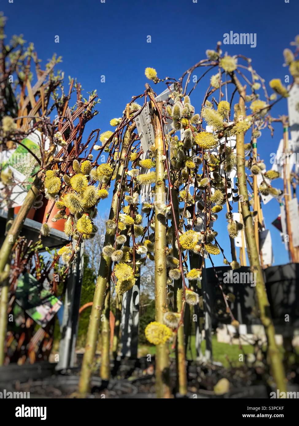 Salix caprea pendula Fotos und Bildmaterial in hoher Auflösung Alamy