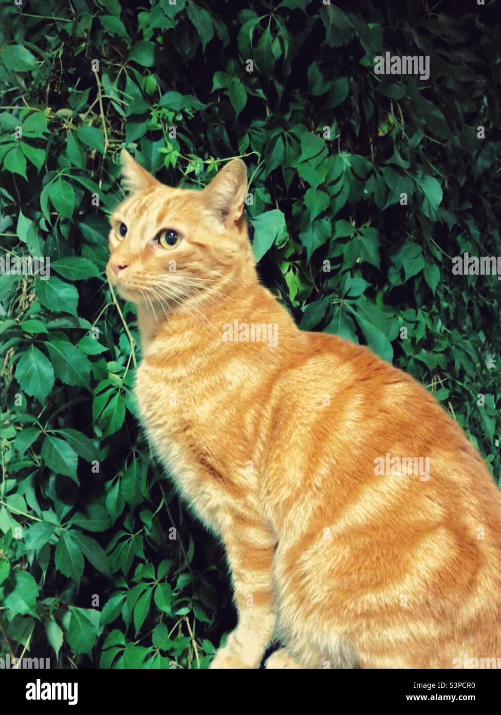 Eine Ingwerkatze auf dem grünen Hintergrund Stockfoto