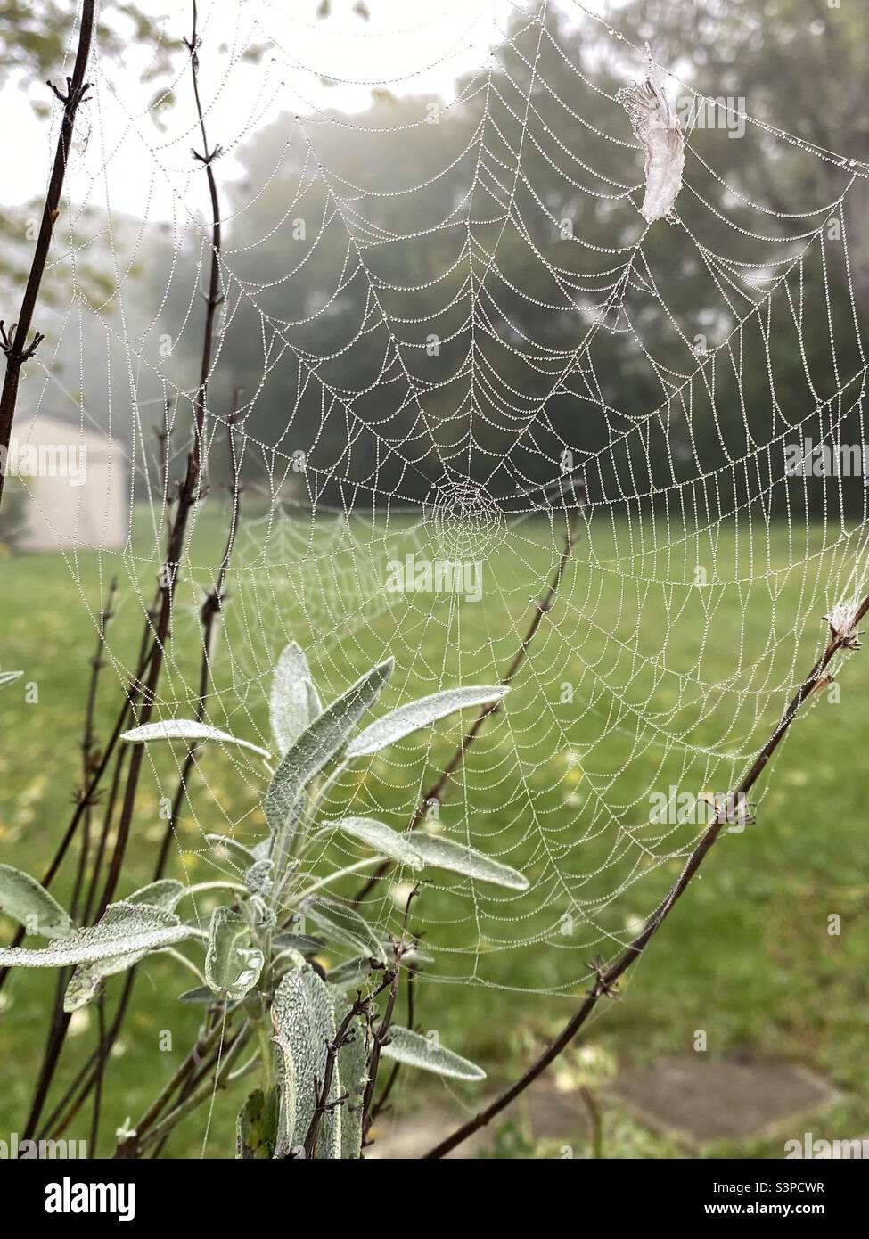 Ein Spinnennetz, das an einem nebligen, taufigen Morgen auf den Zweigen einer Salbeipflanze errichtet wurde. - Smartphone-aufgenommenes Stockfoto