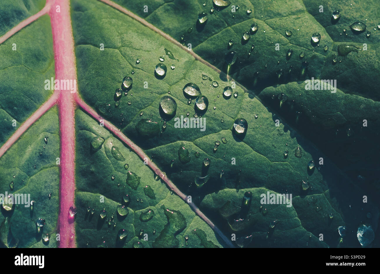 Regentropfen auf einem Blatt eines Stockkohls Stockfoto