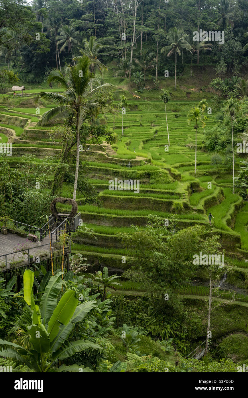 Grüne Reisterrassen auf Bali. Balinesische Landschaft.Ubud. Stockfoto