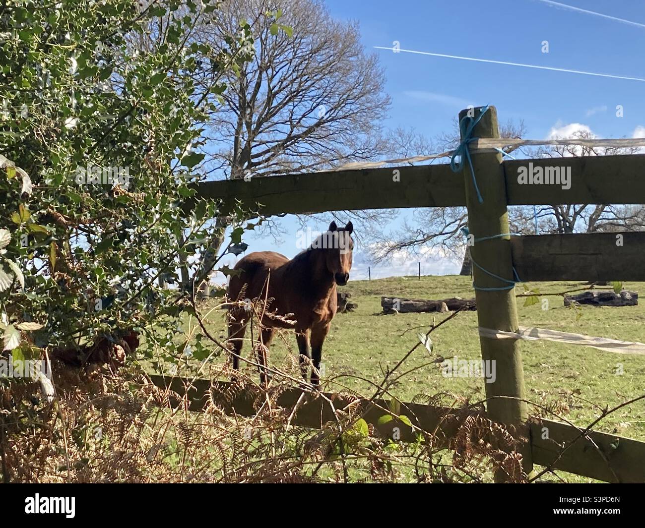 Pferd auf dem Feld, der durch den Zaun schaut Stockfoto