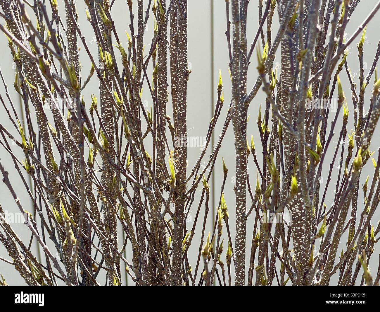 Ein natürliches abstraktes Muster, das durch Zoomen auf die Äste eines Strauchs im frühen Frühjahr in Utah, USA, hergestellt wurde. Die natürliche Farbe und Textur der Zweige kontrastiert schön mit dem Gelb des Neuwachstums. Stockfoto