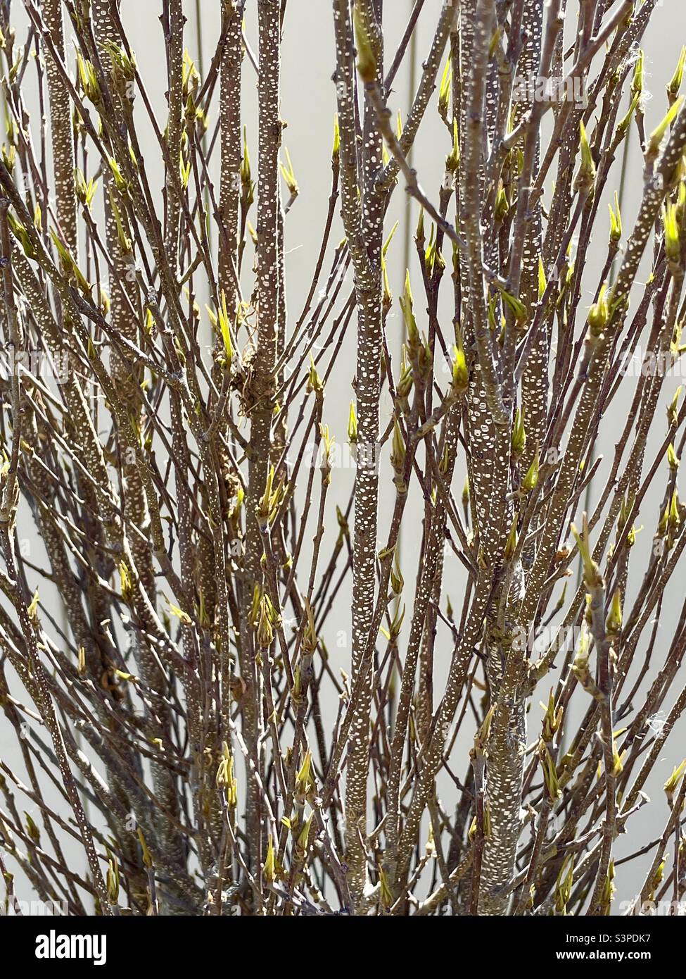 Ein natürliches abstraktes Muster, das durch Zoomen auf die Äste eines Strauchs im frühen Frühjahr in Utah, USA, hergestellt wurde. Die natürliche Farbe und Textur der Zweige kontrastiert schön mit dem Gelb des Neuwachstums. Stockfoto