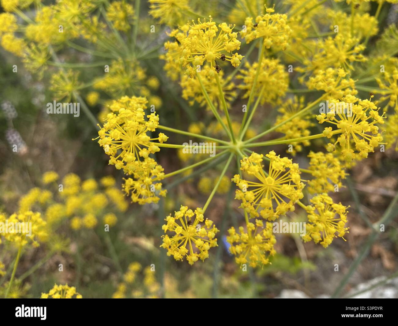 Böser tödlicher Karotten Pflanzen Blumen Stockfoto