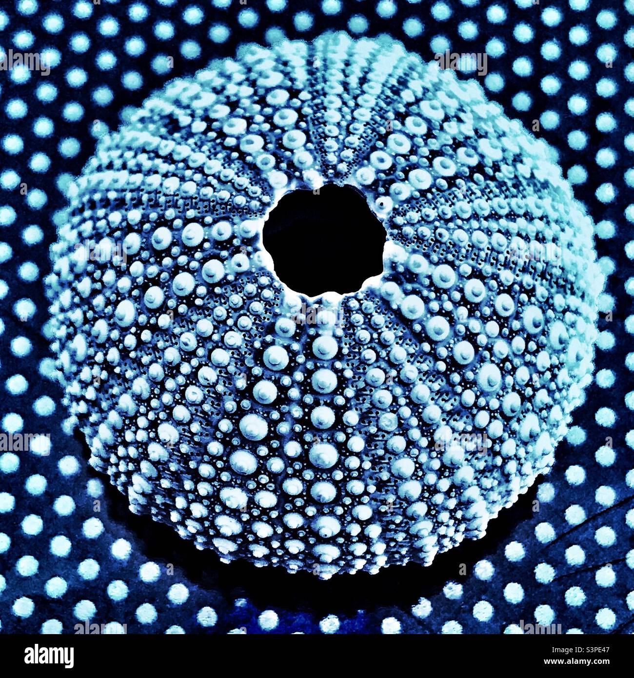 Urchin blau. Stockfoto