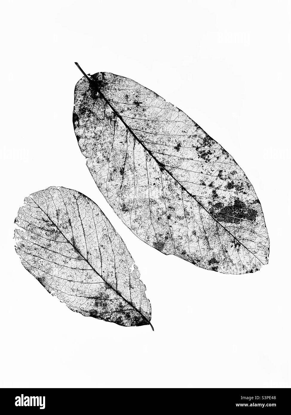 Eine kreative Darstellung von zwei ausgetrockneten Blättern mit Nadelgeflechtung, die deutlich sichtbar ist. Ein einzigartiges Bild von zwei toten Blättern. Foto ©️ COLIN HOSKINS. - Smartphone-aufgenommenes Stockfoto