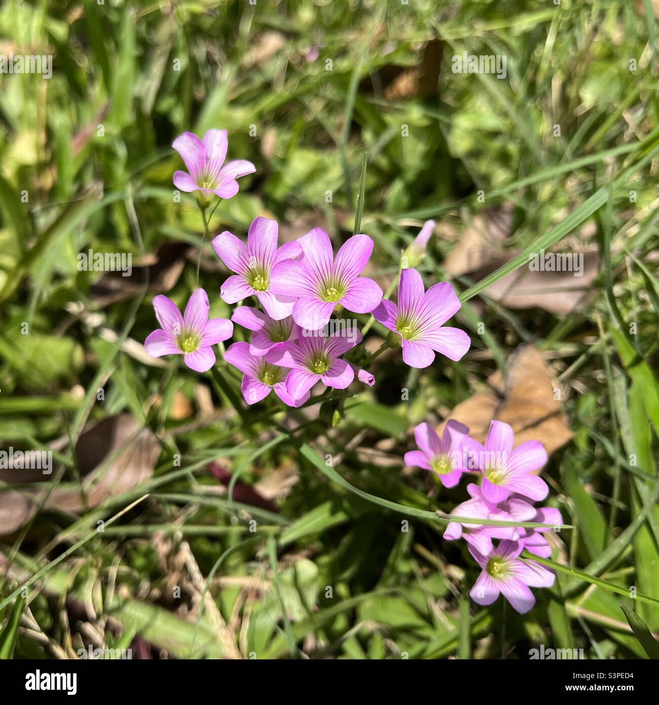Eine zarte Gruppe kleiner lila Blumen, mit weichen Blütenblättern und einem leuchtend grünen Hintergrund, die die friedliche und natürliche Schönheit der Frühlingslandschaft einfangen. - Smartphone-aufgenommenes Stockfoto