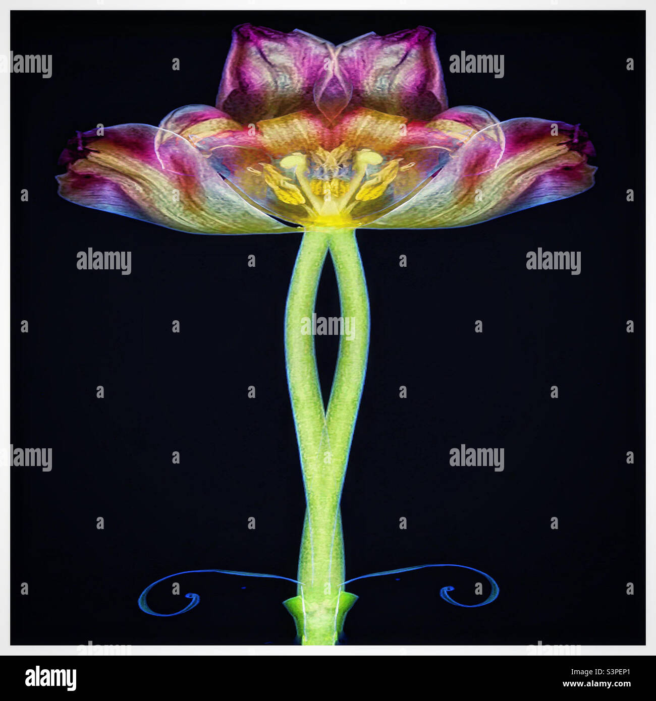 Seltsame Blumen. Stockfoto