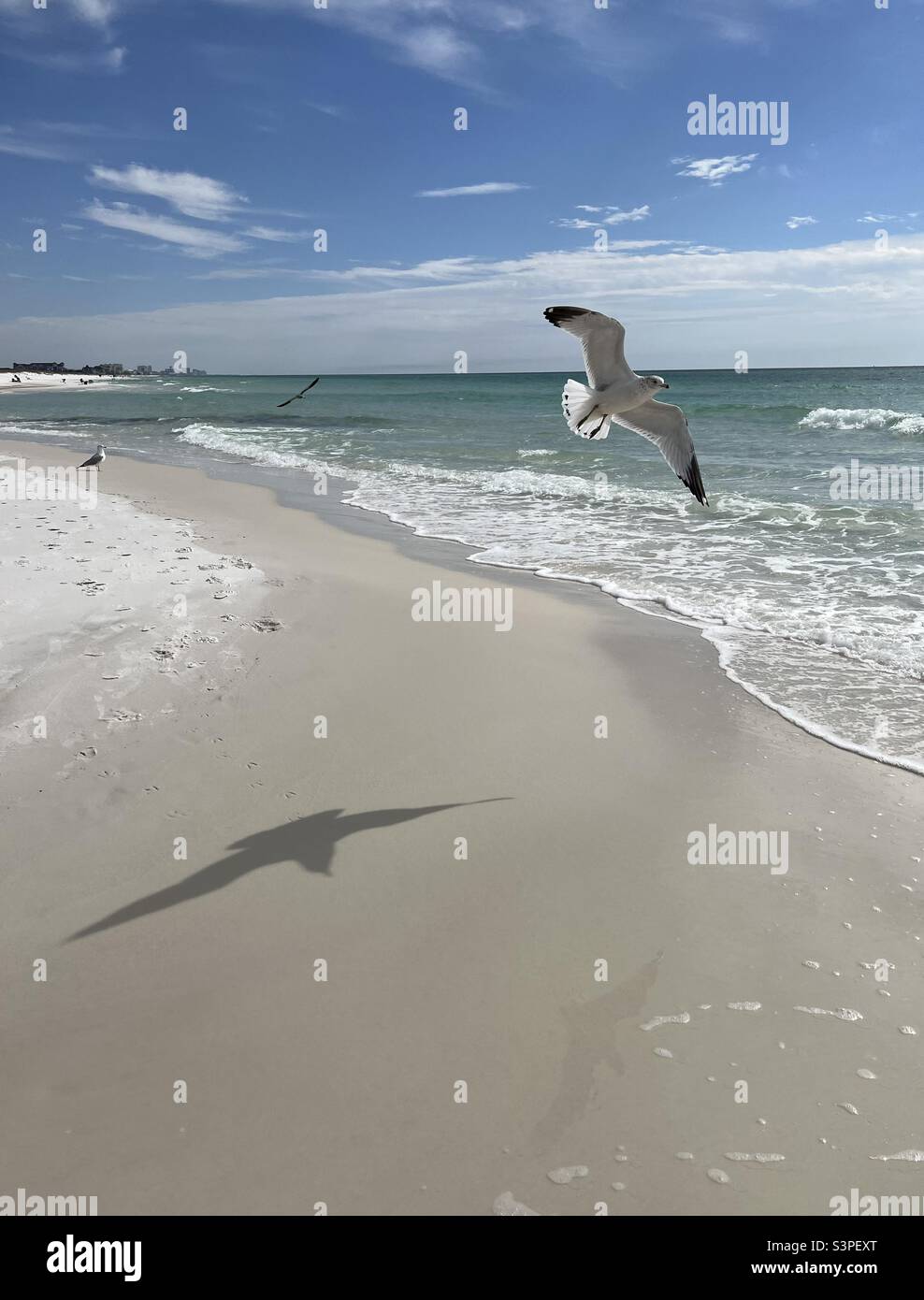 Möwe fliegt über die Strandküste mit Schatten im Sand Stockfoto
