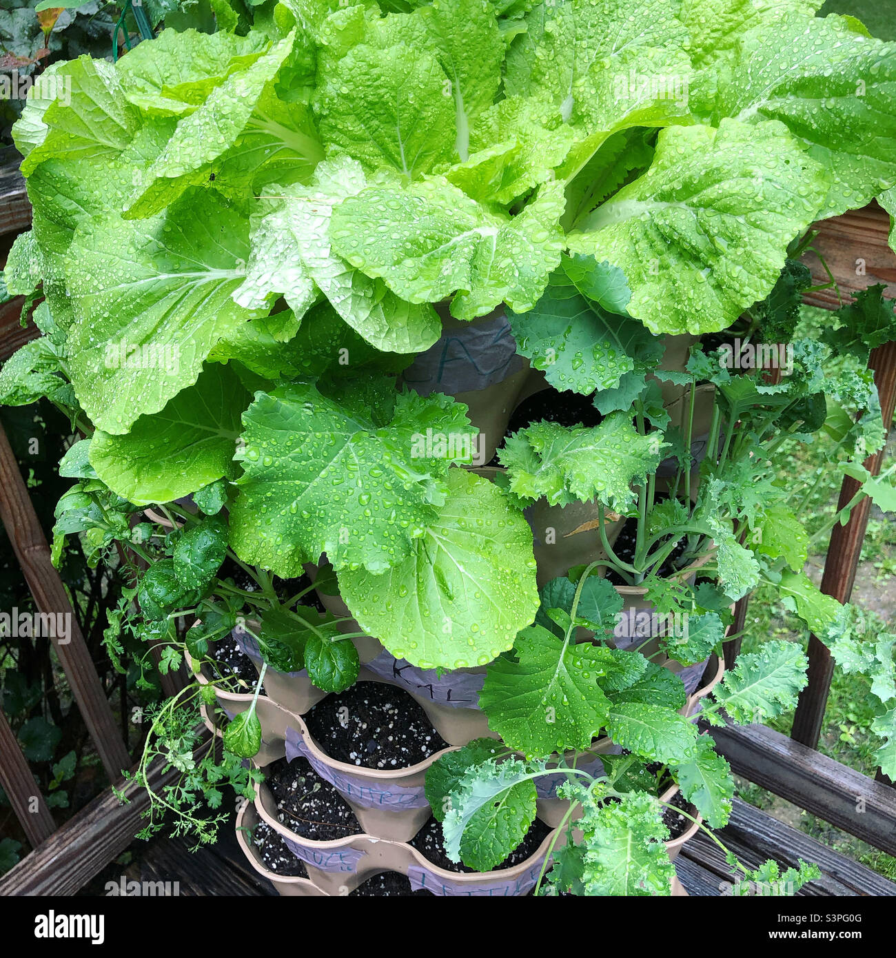 Napa oder Chinakohl wächst in vertikalen Garten rotierenden Kunststoff-Gartenturm. Stockfoto