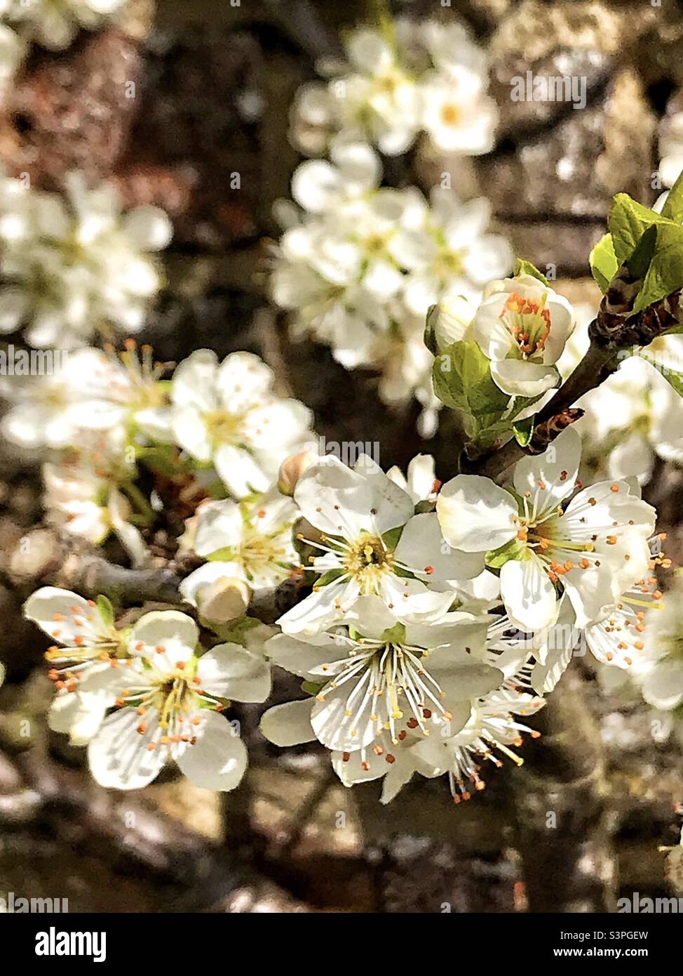 Schöne Blumen eines mexikanischen Pflaumenbaums. Stockfoto