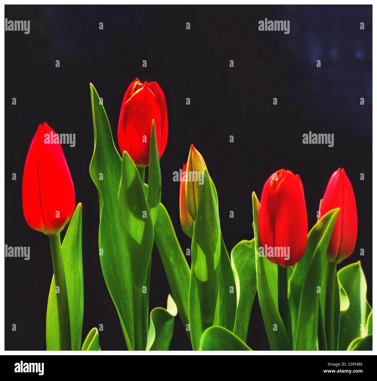 Rote Tulpen. Stockfoto