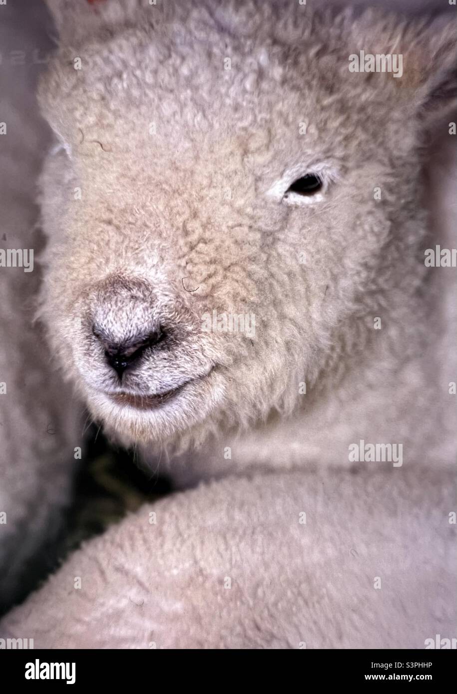 Nahaufnahme von Lamm in Wales Stockfoto