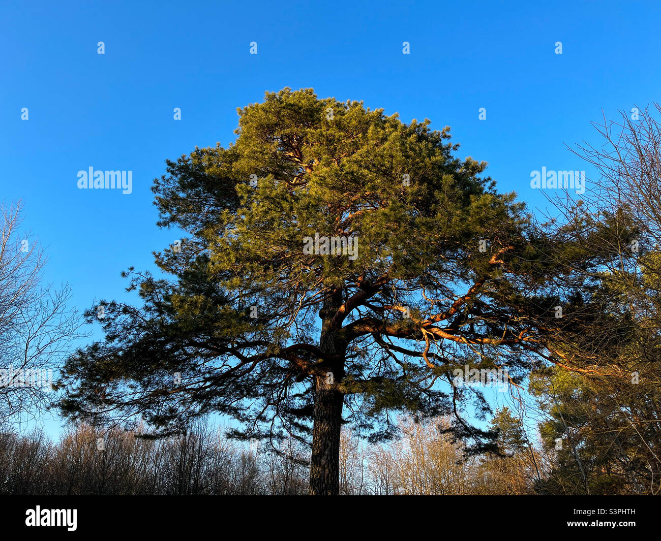 Eine große und alte Kiefer im Wald gegen den blauen Himmel - Smartphone-aufgenommenes Stockfoto