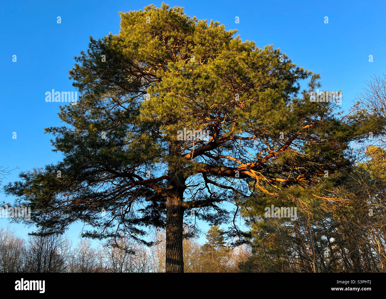 Eine große und alte Kiefer im Wald gegen den blauen Himmel - Smartphone-aufgenommenes Stockfoto