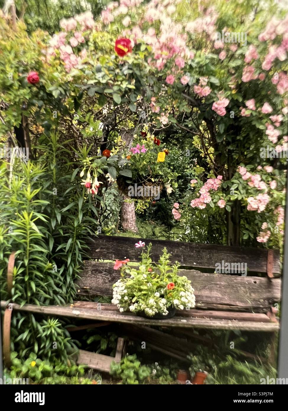 Gartenbank im Sommer mit Bogen von blühenden Pflanzen Winchester England Stockfoto