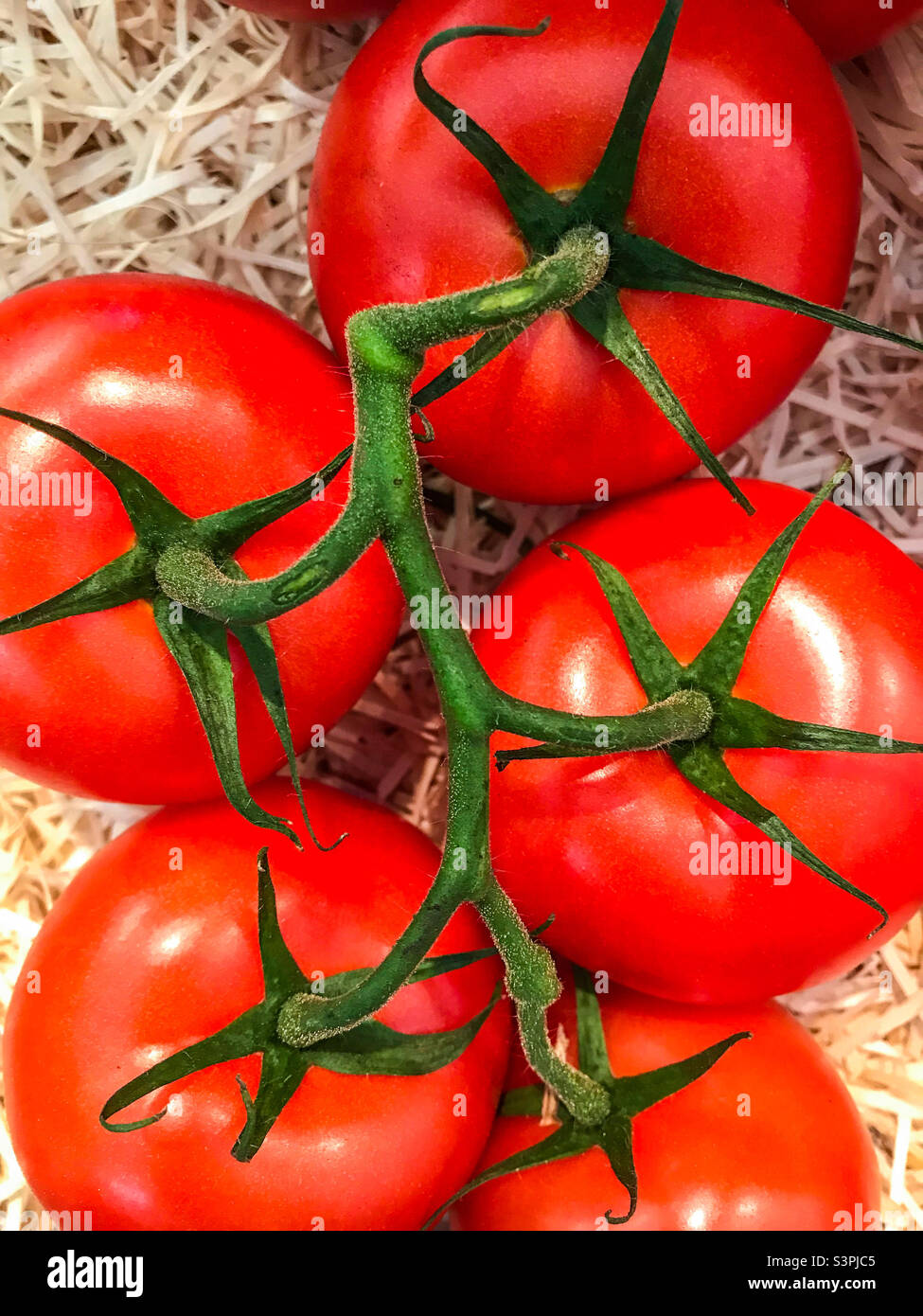 Rote Tomaten am Rebstock Stockfoto