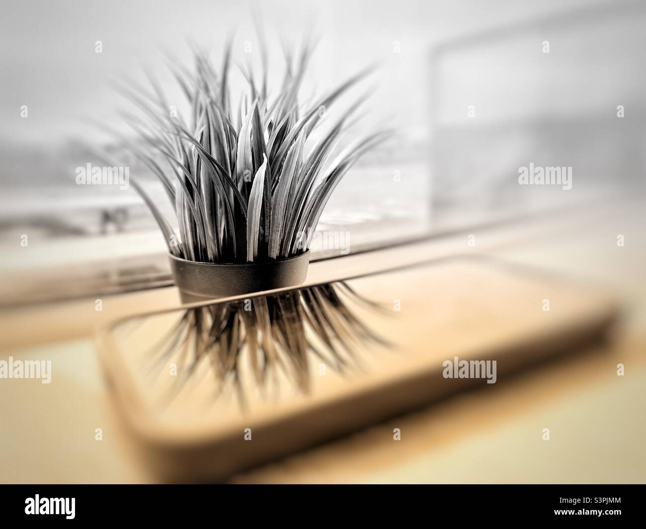 Die Pflanze spiegelt sich auf dem iPhone-Bildschirm wider Stockfoto