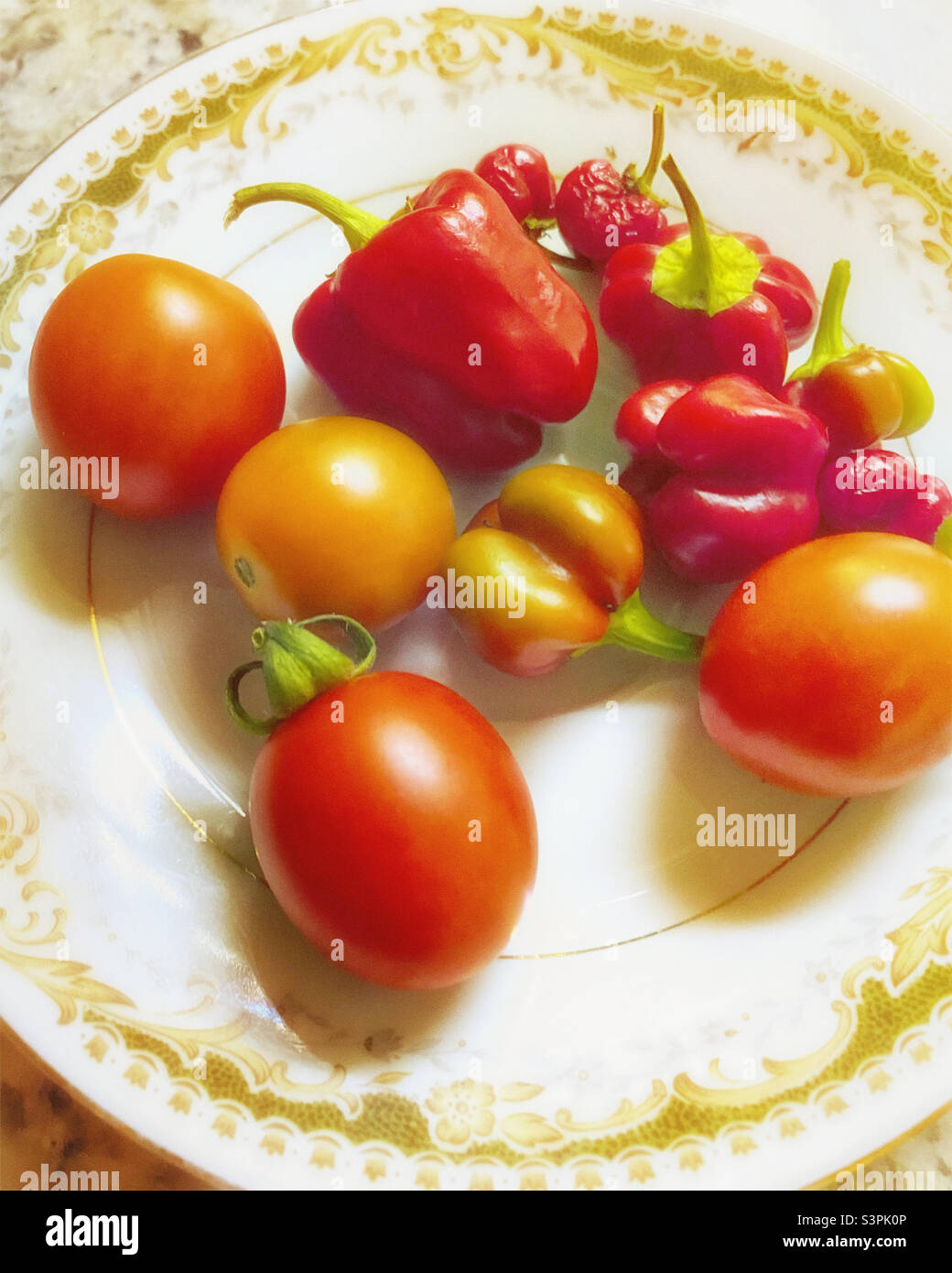 Frisch gepflückte Tomaten und Paprika aus dem Garten. Stockfoto