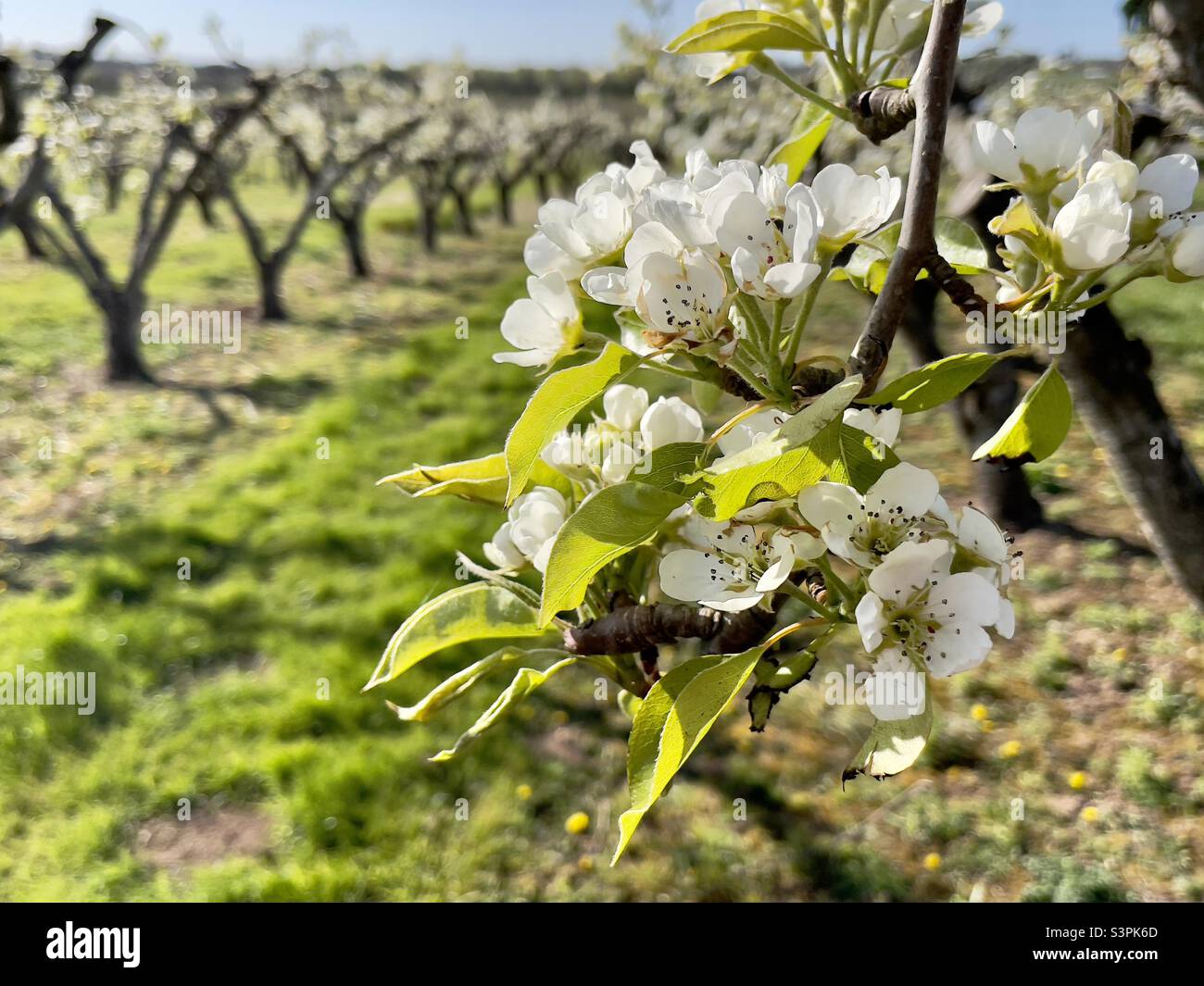Birnenblüte in einem Obstgarten in Worcestershire Stockfoto
