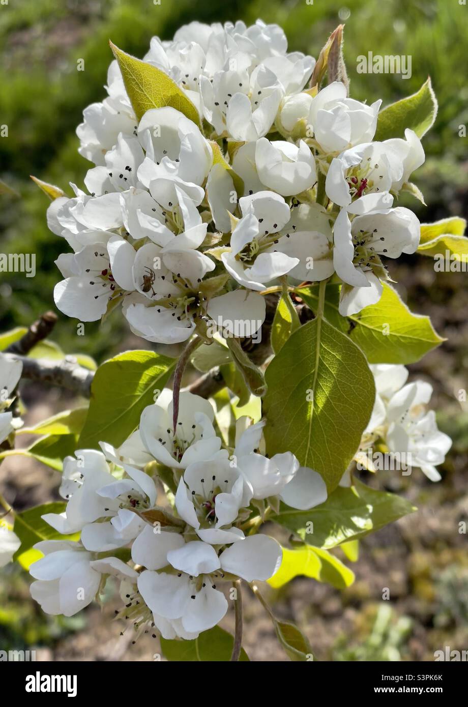 Birnenblüte auf einem Obstbaum in einem Obstgarten in Worcestershire - Smartphone-aufgenommenes Stockfoto
