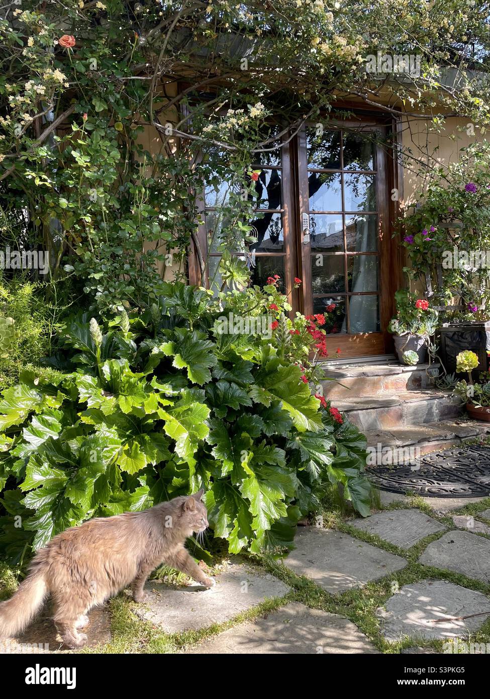 Katzen schlendern in einem geheimen Gartenversteck Stockfoto