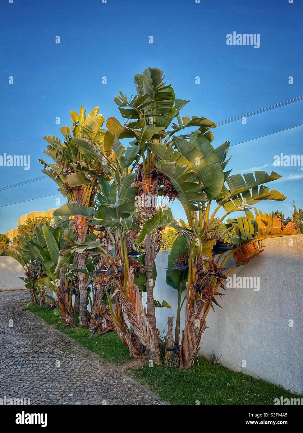 Palmen zur goldenen Stunde an der Algarve, Portugal. Stockfoto