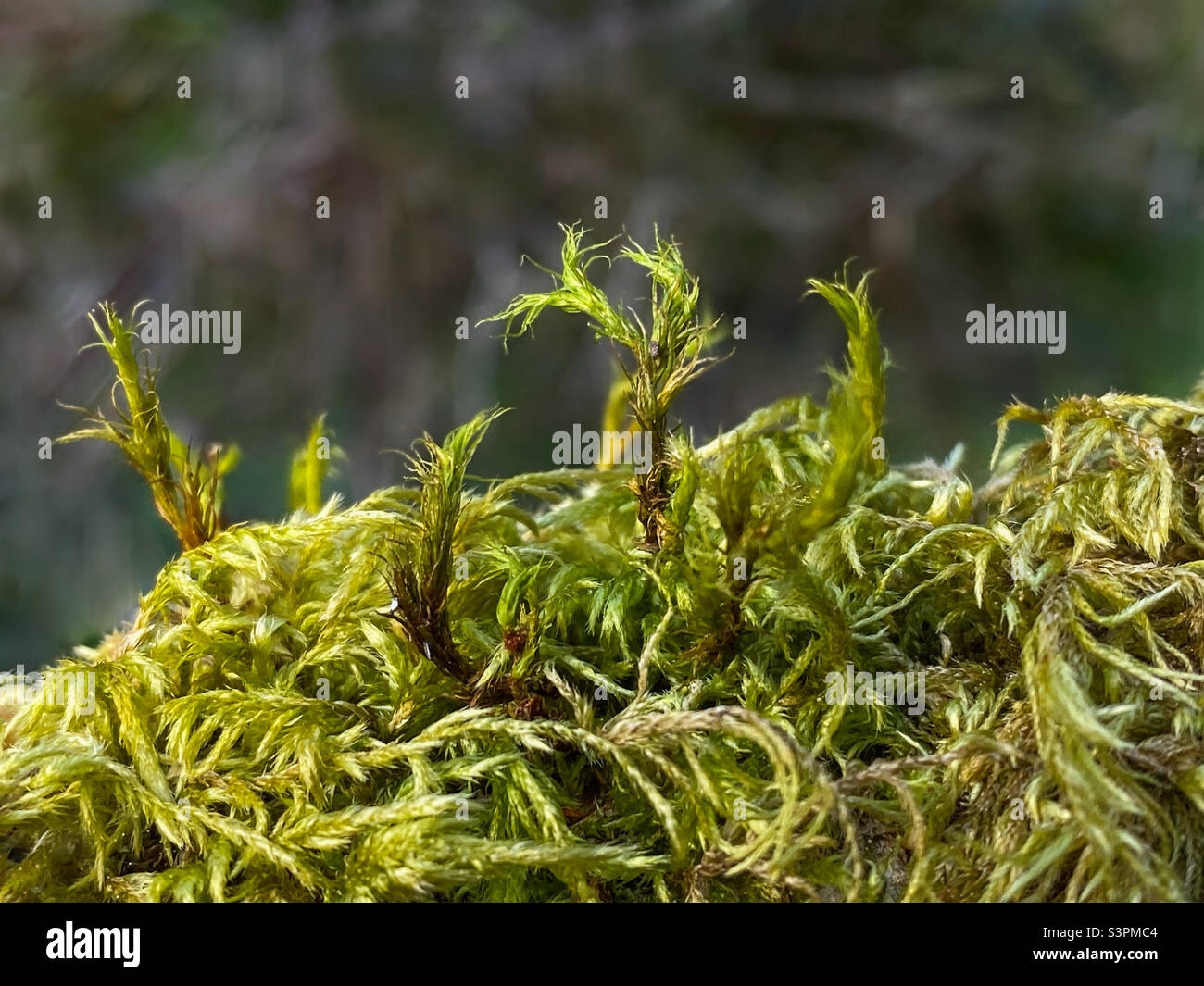 Eine Nahaufnahme von zartem hellgrünem Moos vor einem dunkelgrünen, verschwommenen Waldhintergrund (British Columbia). - Smartphone-aufgenommenes Stockfoto