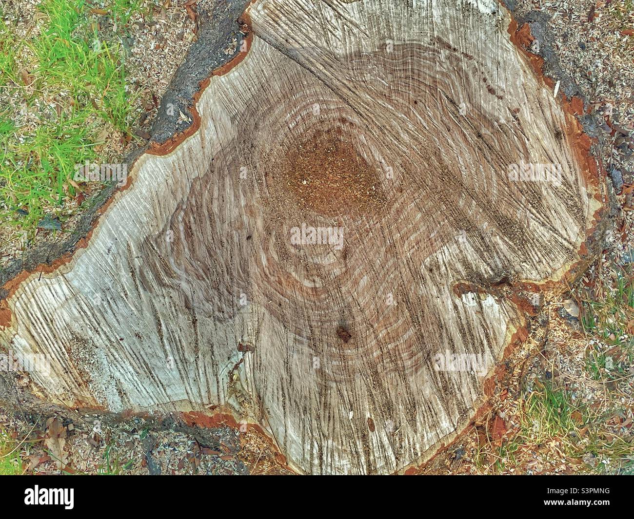 Eine natürliche Abstraktion entsteht, indem man den verbleibenden Stumpf eines frisch gesägten Locust-Baumes, der über 25 Jahre alt in Utah, USA, war, näher heranzoomt. - Smartphone-aufgenommenes Stockfoto