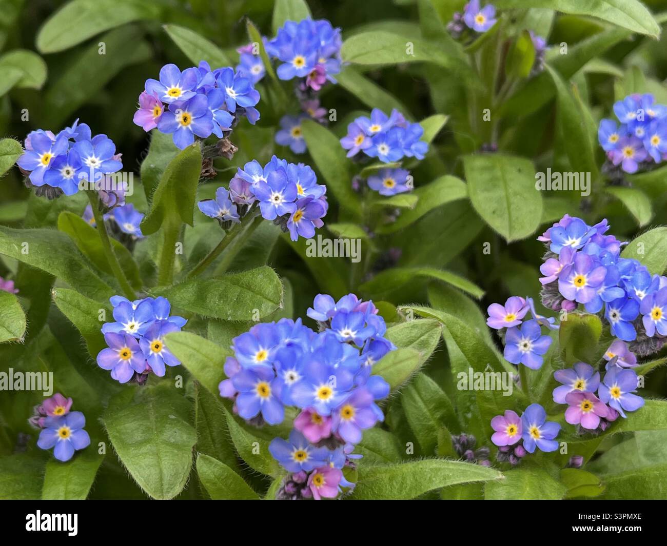 Vergiss-mich-Nots blühend im Garten - Smartphone-aufgenommenes Stockfoto