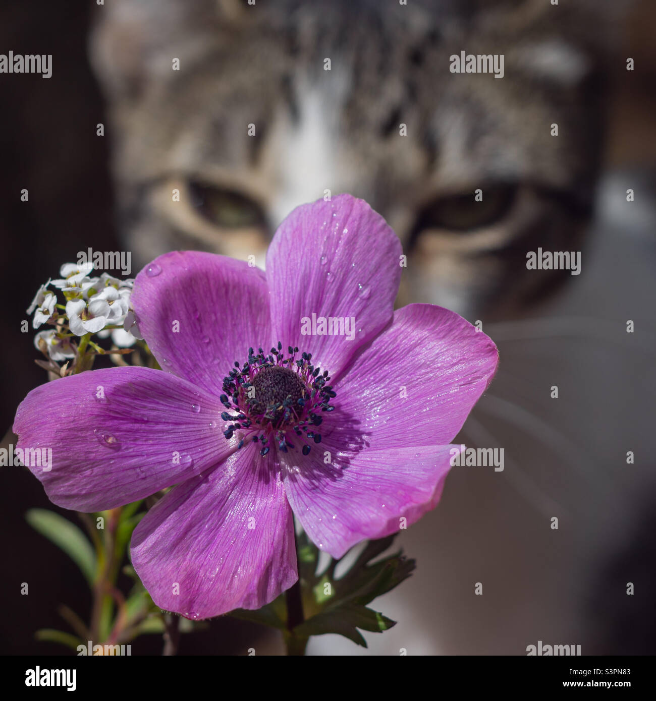 Eine lila Mohnanemone und weiße Alysum-Blüten, mit einer Katze im Hintergrund - Smartphone-aufgenommenes Stockfoto